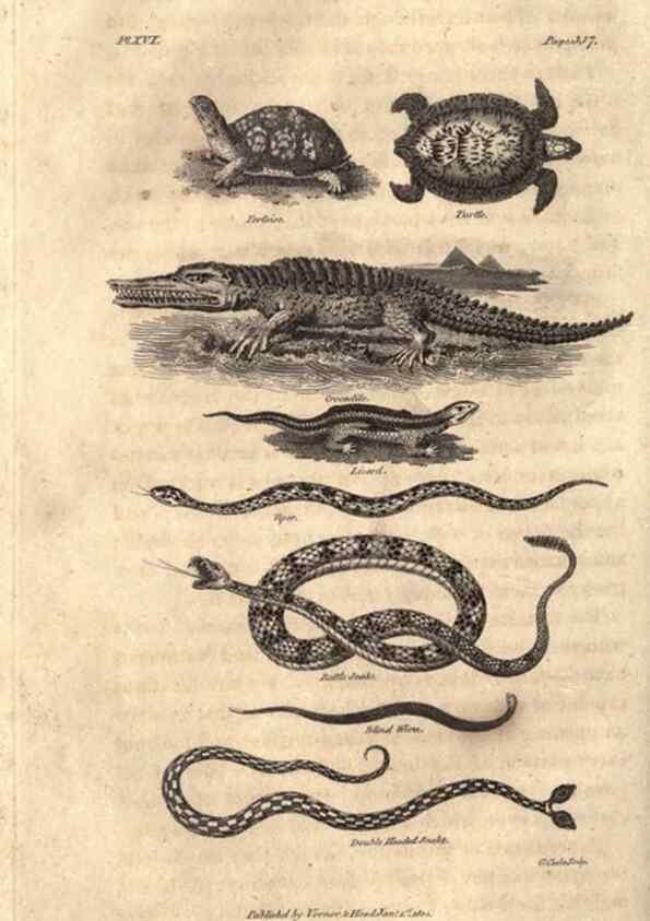 Reproducción/Reproduction 7872691900: Goldsmith's history of the earth and animated nature, abridged :. London :Vernor, Hood and Sharpe,1807.
