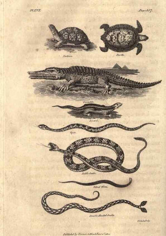 Reproducción/Reproduction 7872691900: Goldsmith's history of the earth and animated nature, abridged :. London :Vernor, Hood and Sharpe,1807.