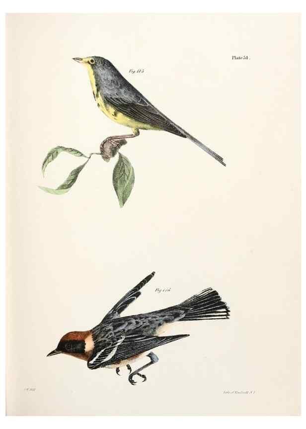 Reproducción/Reproduction 7894681500: Zoology of New York;. Albany :W. & A. White & J. Visscher :1842-44.