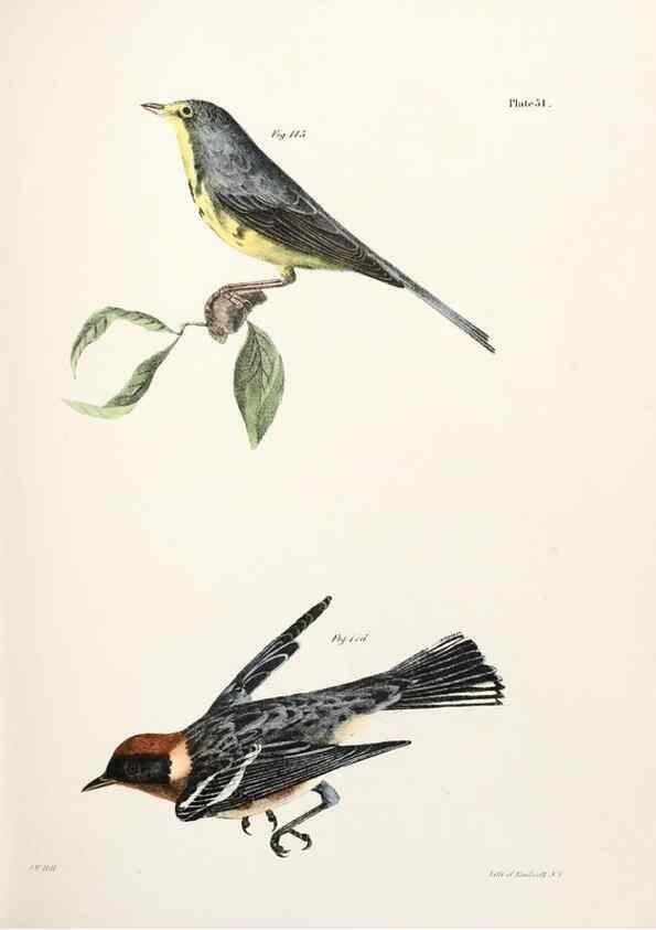 Reproducción/Reproduction 7894681500: Zoology of New York;. Albany :W. & A. White & J. Visscher :1842-44.