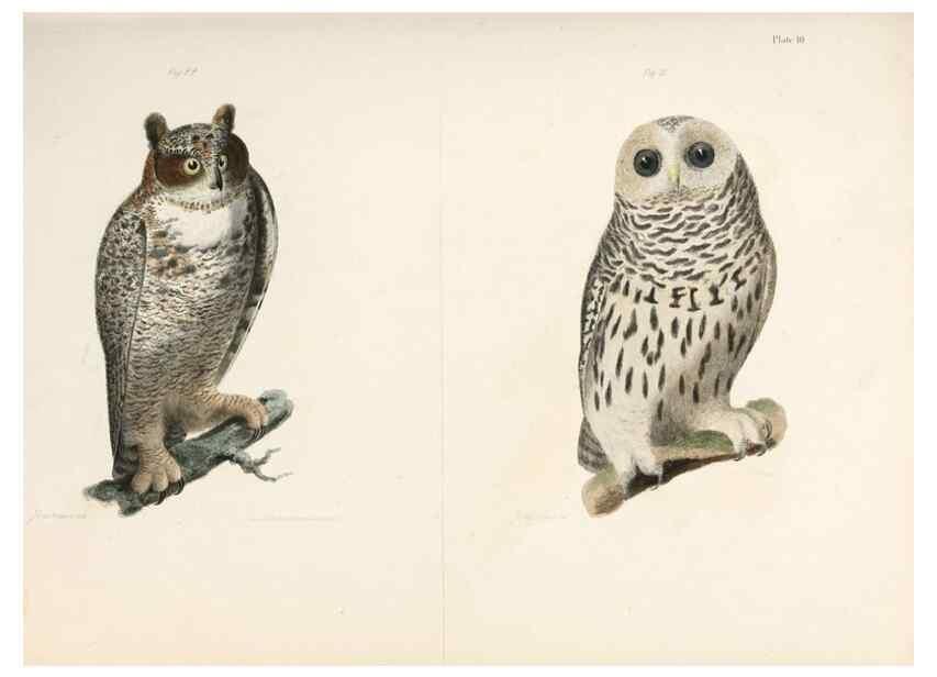 Reproducción/Reproduction 7894651374: Zoology of New York;. Albany :W. & A. White & J. Visscher :1842-44.