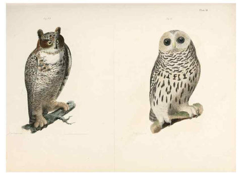 Reproducción/Reproduction 7894651374: Zoology of New York;. Albany :W. & A. White & J. Visscher :1842-44.