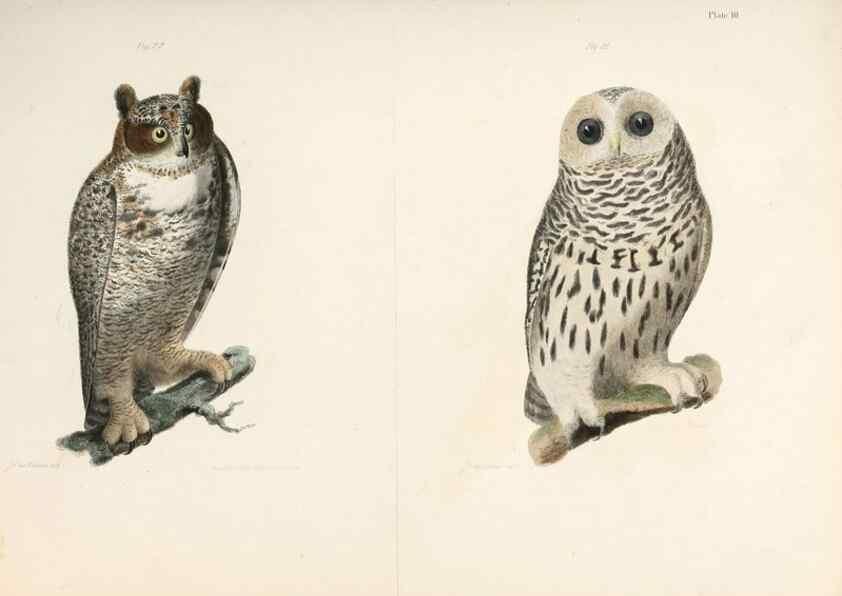 Reproducción/Reproduction 7894651374: Zoology of New York;. Albany :W. & A. White & J. Visscher :1842-44.