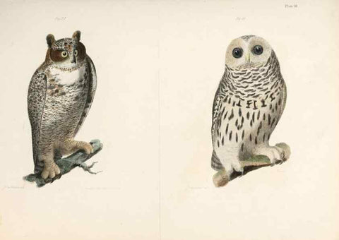 Reproducción/Reproduction 7894651374: Zoology of New York;. Albany :W. & A. White & J. Visscher :1842-44.