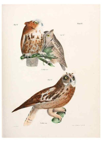 Reproducción/Reproduction 7894652946: Zoology of New York;. Albany :W. & A. White & J. Visscher :1842-44.