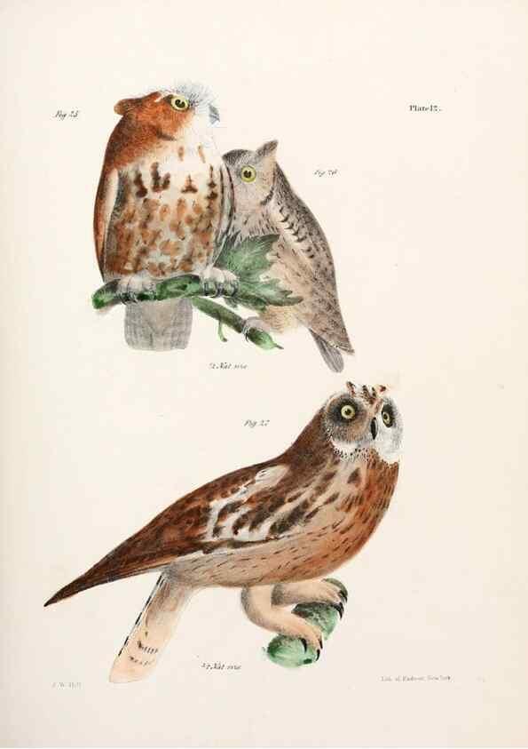 Reproducción/Reproduction 7894652946: Zoology of New York;. Albany :W. & A. White & J. Visscher :1842-44.