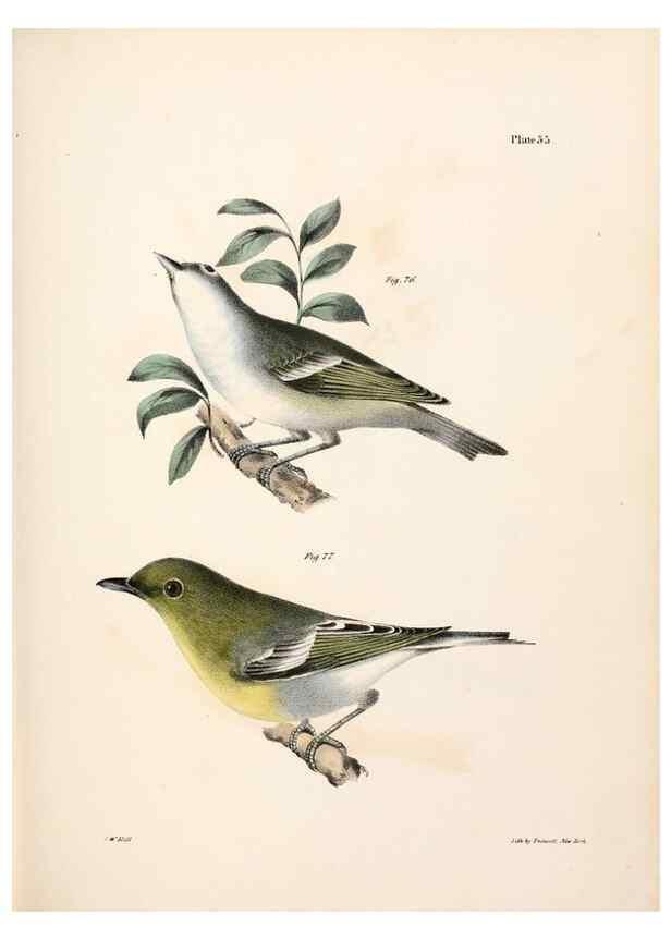 Reproducción/Reproduction 7894670844: Zoology of New York;. Albany :W. & A. White & J. Visscher :1842-44.