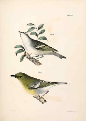 Reproducción/Reproduction 7894670844: Zoology of New York;. Albany :W. & A. White & J. Visscher :1842-44.