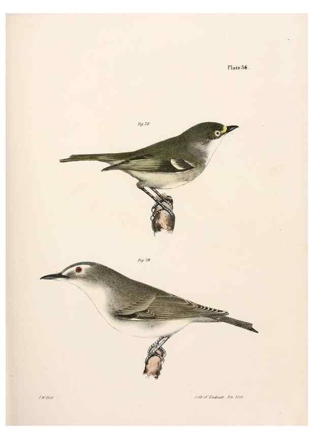 Reproducción/Reproduction 7894671680: Zoology of New York;. Albany :W. & A. White & J. Visscher :1842-44.