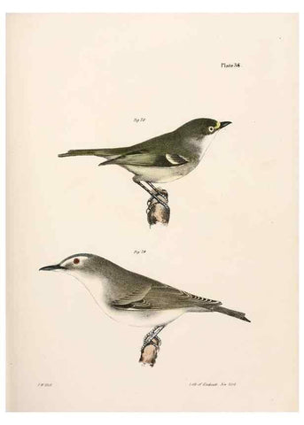 Reproducción/Reproduction 7894671680: Zoology of New York;. Albany :W. & A. White & J. Visscher :1842-44.