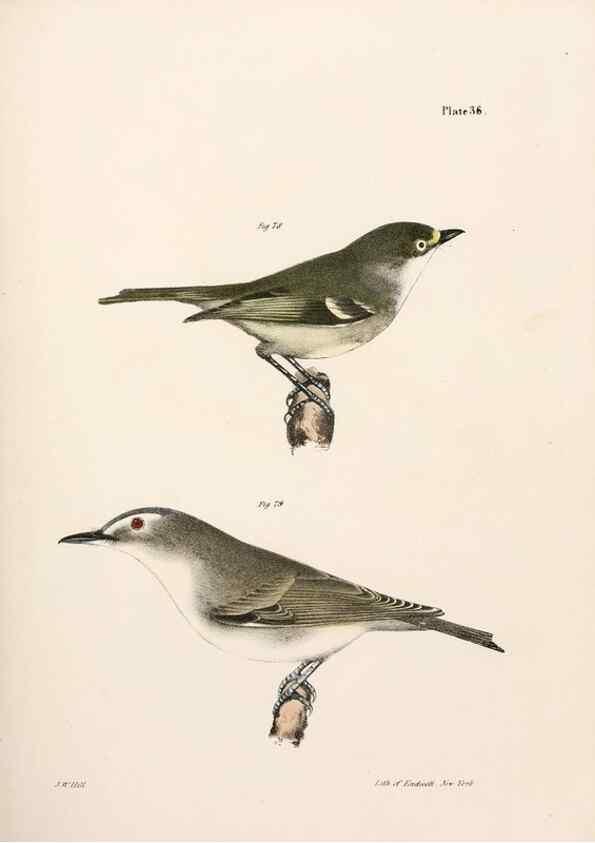 Reproducción/Reproduction 7894671680: Zoology of New York;. Albany :W. & A. White & J. Visscher :1842-44.