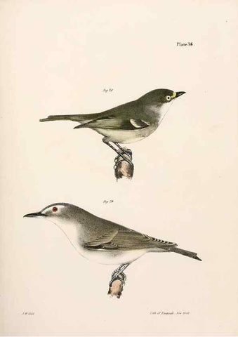 Reproducción/Reproduction 7894671680: Zoology of New York;. Albany :W. & A. White & J. Visscher :1842-44.