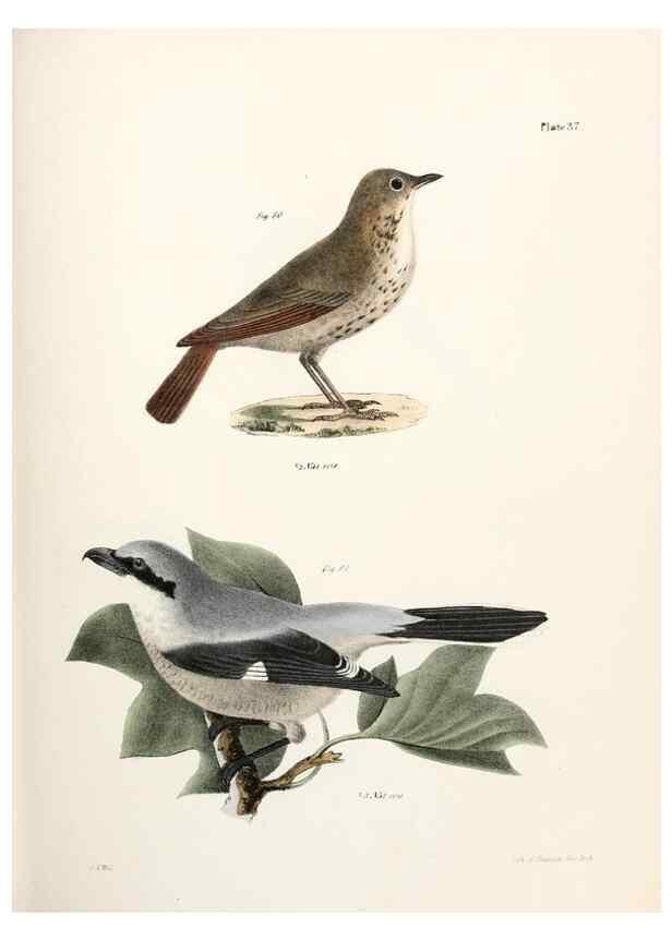 Reproducción/Reproduction 7894672286: Zoology of New York;. Albany :W. & A. White & J. Visscher :1842-44.