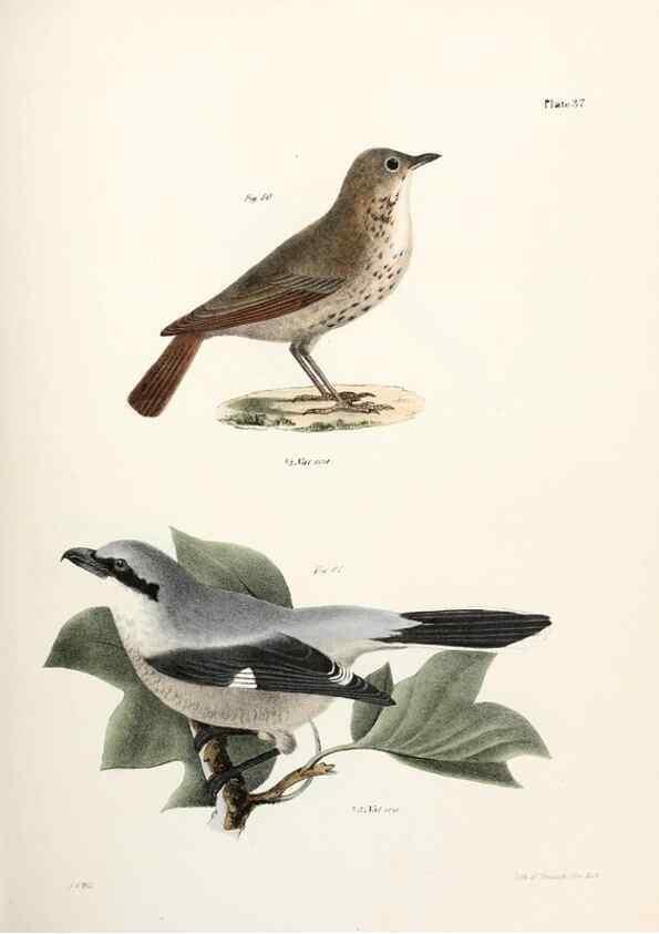 Reproducción/Reproduction 7894672286: Zoology of New York;. Albany :W. & A. White & J. Visscher :1842-44.