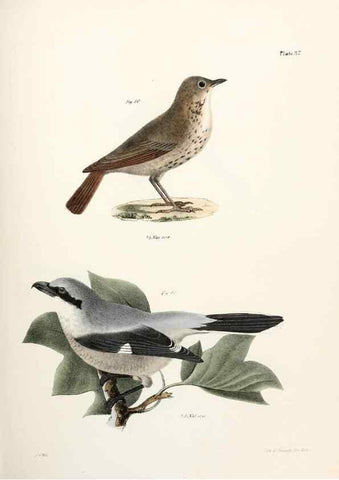 Reproducción/Reproduction 7894672286: Zoology of New York;. Albany :W. & A. White & J. Visscher :1842-44.