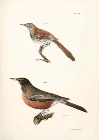 Reproducción/Reproduction 7894673150: Zoology of New York;. Albany :W. & A. White & J. Visscher :1842-44.