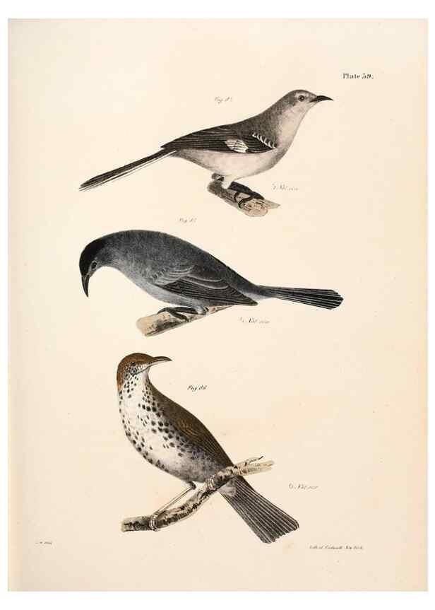 Reproducción/Reproduction 7894673870: Zoology of New York;. Albany :W. & A. White & J. Visscher :1842-44.