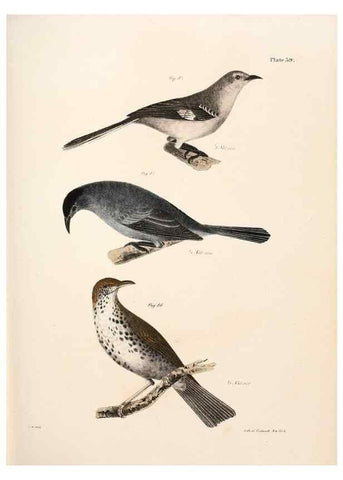 Reproducción/Reproduction 7894673870: Zoology of New York;. Albany :W. & A. White & J. Visscher :1842-44.