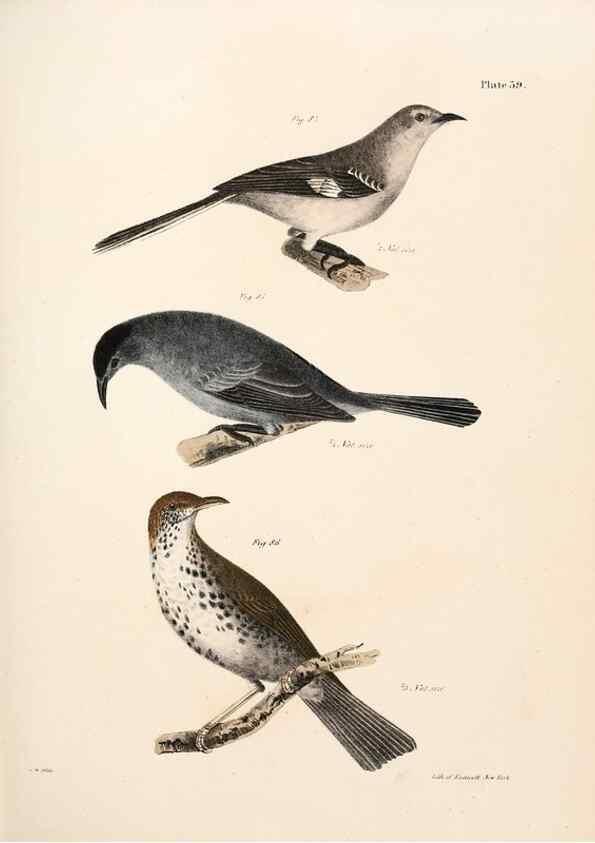 Reproducción/Reproduction 7894673870: Zoology of New York;. Albany :W. & A. White & J. Visscher :1842-44.