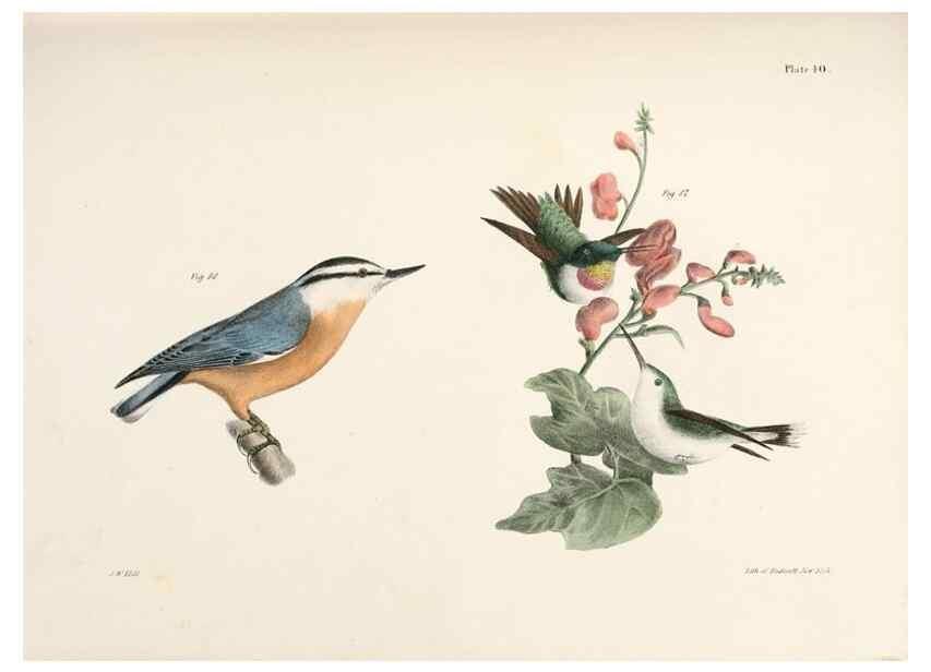 Reproducción/Reproduction 7894674464: Zoology of New York;. Albany :W. & A. White & J. Visscher :1842-44.