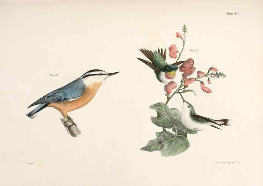 Reproducción/Reproduction 7894674464: Zoology of New York;. Albany :W. & A. White & J. Visscher :1842-44.