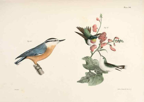 Reproducción/Reproduction 7894674464: Zoology of New York;. Albany :W. & A. White & J. Visscher :1842-44.