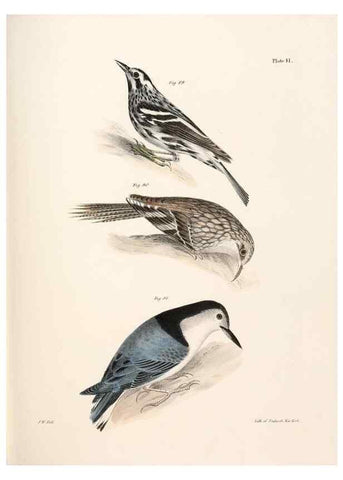 Reproducción/Reproduction 7894675210: Zoology of New York;. Albany :W. & A. White & J. Visscher :1842-44.