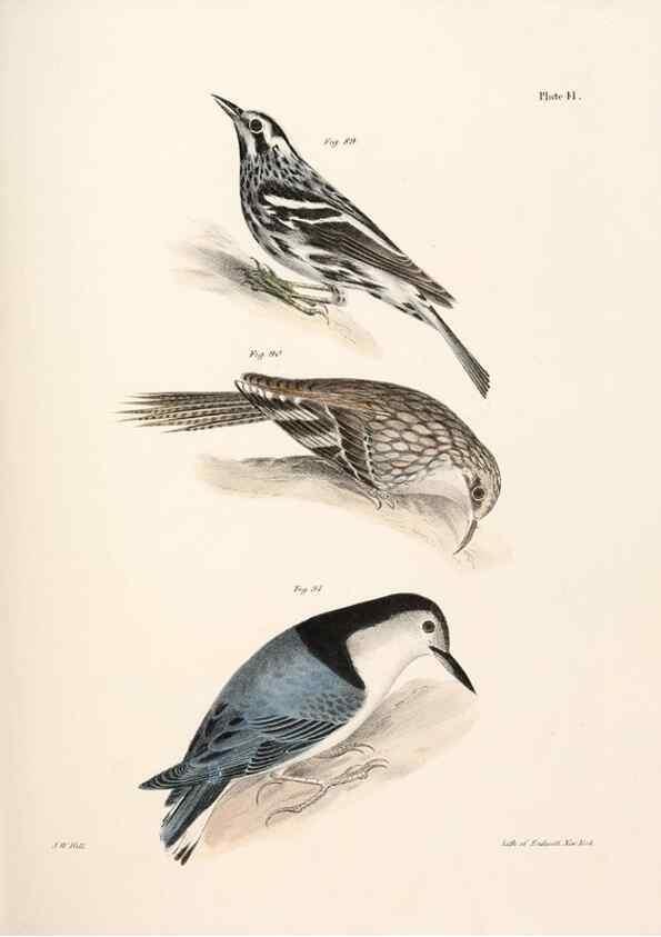 Reproducción/Reproduction 7894675210: Zoology of New York;. Albany :W. & A. White & J. Visscher :1842-44.