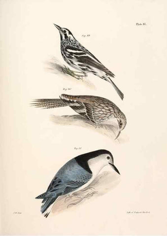 Reproducción/Reproduction 7894675210: Zoology of New York;. Albany :W. & A. White & J. Visscher :1842-44.