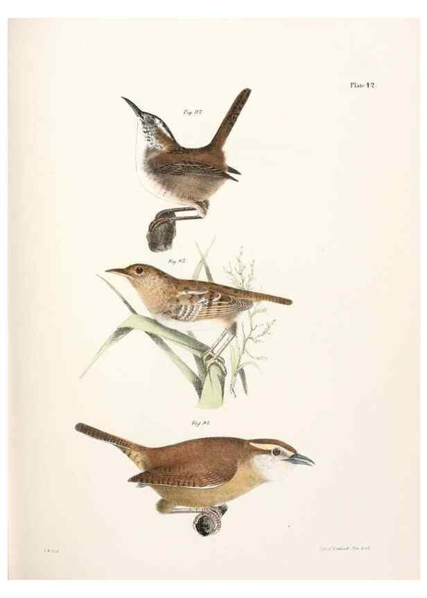Reproducción/Reproduction 7894675852: Zoology of New York;. Albany :W. & A. White & J. Visscher :1842-44.