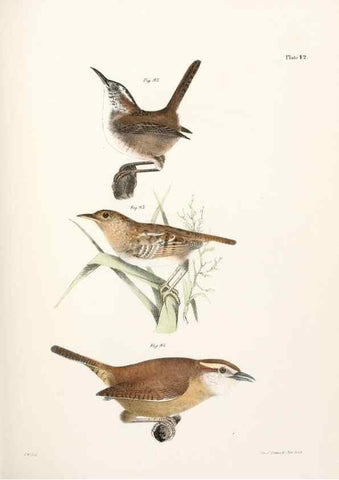 Reproducción/Reproduction 7894675852: Zoology of New York;. Albany :W. & A. White & J. Visscher :1842-44.