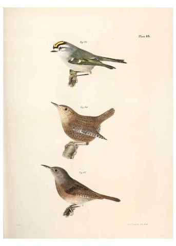 Reproducción/Reproduction 7894676530: Zoology of New York;. Albany :W. & A. White & J. Visscher :1842-44.