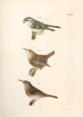 Reproducción/Reproduction 7894676530: Zoology of New York;. Albany :W. & A. White & J. Visscher :1842-44.