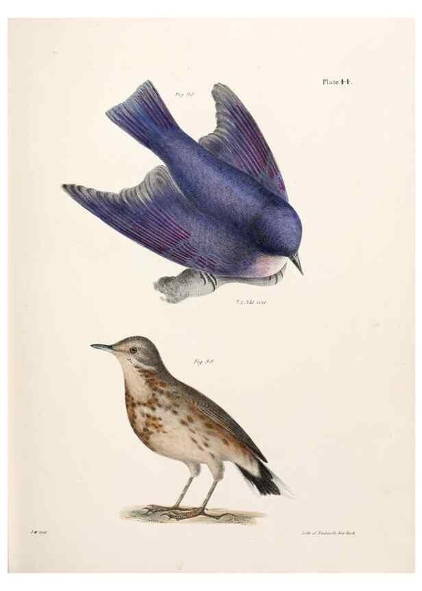 Reproducción/Reproduction 7894677238: Zoology of New York;. Albany :W. & A. White & J. Visscher :1842-44.
