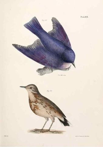 Reproducción/Reproduction 7894677238: Zoology of New York;. Albany :W. & A. White & J. Visscher :1842-44.