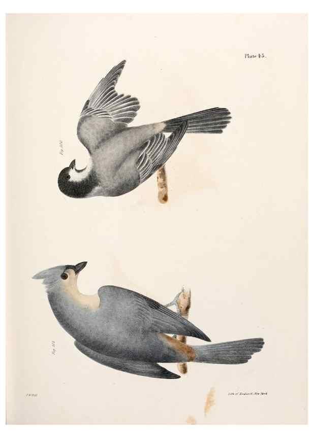 Reproducción/Reproduction 7894677878: Zoology of New York;. Albany :W. & A. White & J. Visscher :1842-44.