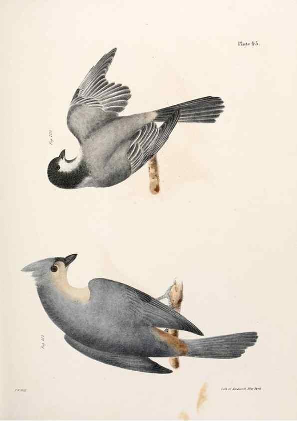 Reproducción/Reproduction 7894677878: Zoology of New York;. Albany :W. & A. White & J. Visscher :1842-44.