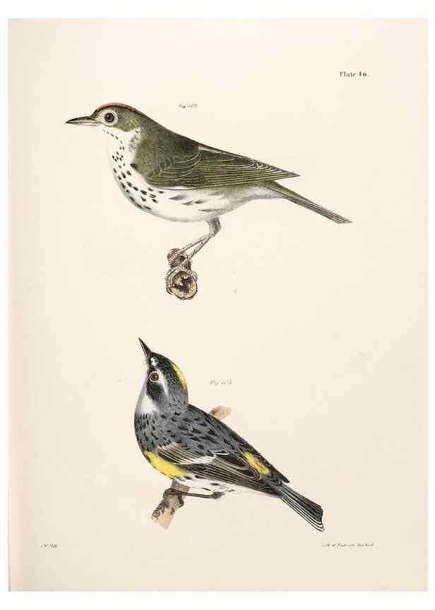 Reproducción/Reproduction 7894678500: Zoology of New York;. Albany :W. & A. White & J. Visscher :1842-44.