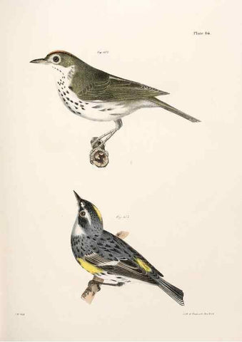 Reproducción/Reproduction 7894678500: Zoology of New York;. Albany :W. & A. White & J. Visscher :1842-44.