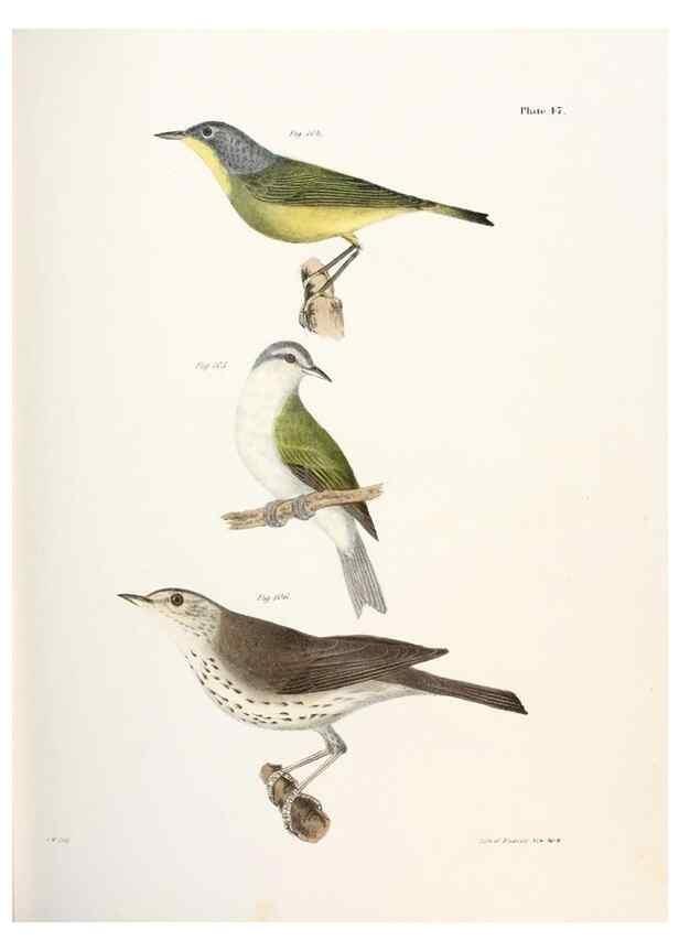 Reproducción/Reproduction 7894679072: Zoology of New York;. Albany :W. & A. White & J. Visscher :1842-44.