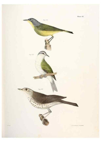 Reproducción/Reproduction 7894679072: Zoology of New York;. Albany :W. & A. White & J. Visscher :1842-44.