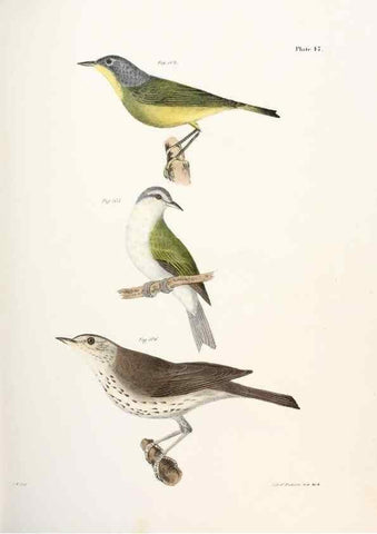 Reproducción/Reproduction 7894679072: Zoology of New York;. Albany :W. & A. White & J. Visscher :1842-44.