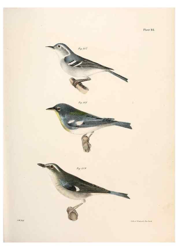Reproducción/Reproduction 7894679650: Zoology of New York;. Albany :W. & A. White & J. Visscher :1842-44.