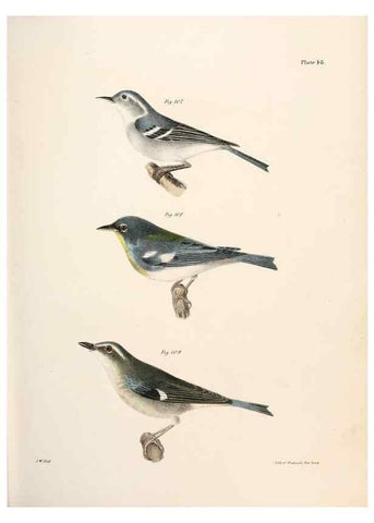 Reproducción/Reproduction 7894679650: Zoology of New York;. Albany :W. & A. White & J. Visscher :1842-44.