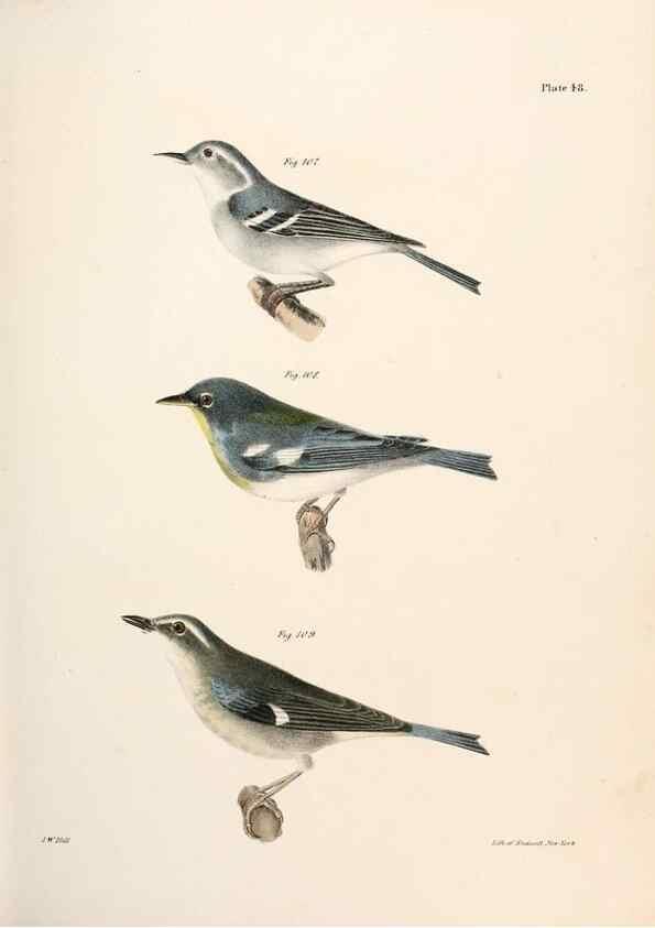 Reproducción/Reproduction 7894679650: Zoology of New York;. Albany :W. & A. White & J. Visscher :1842-44.