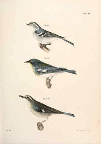 Reproducción/Reproduction 7894679650: Zoology of New York;. Albany :W. & A. White & J. Visscher :1842-44.
