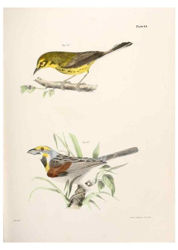 Reproducción/Reproduction 7894680208: Zoology of New York;. Albany :W. & A. White & J. Visscher :1842-44.