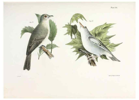 Reproducción/Reproduction 7894670186: Zoology of New York;. Albany :W. & A. White & J. Visscher :1842-44.