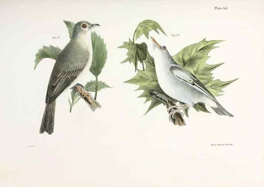Reproducción/Reproduction 7894670186: Zoology of New York;. Albany :W. & A. White & J. Visscher :1842-44.