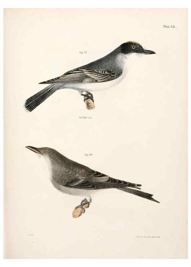 Reproducción/Reproduction 7894669576: Zoology of New York;. Albany :W. & A. White & J. Visscher :1842-44.